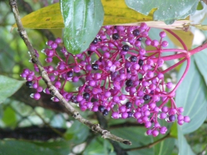 Edible fruit of the jungle