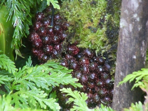Inedible fruit