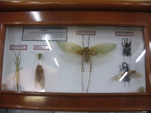 Giant insects of the Crocker Range