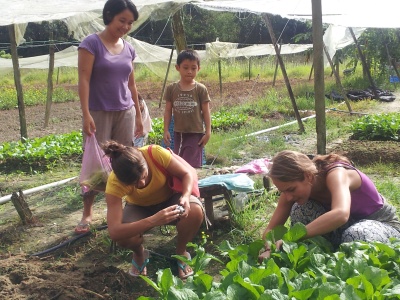 Harvesting Veggies