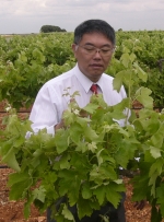 Vineyard in Albacete