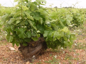 70-year old vines of Tornero